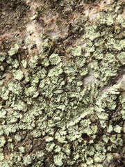 Buellia griseovirens