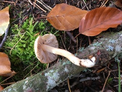 Inocybe pudica