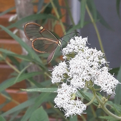 Episcada hymenaea hymenaea
