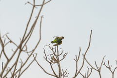 Poicephalus cryptoxanthus