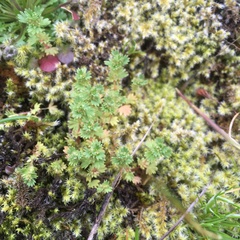 Alchemilla australis