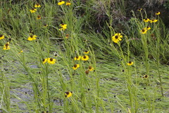 Helenium mexicanum