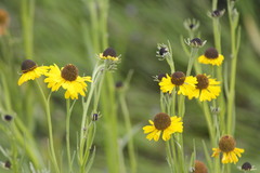 Helenium mexicanum