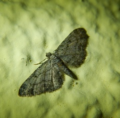 Gymnoscelis rufifasciata