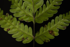 Pteris arisanensis