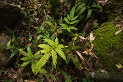 Pteris arisanensis