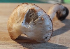 Inocybe pudica