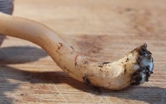 Inocybe pudica
