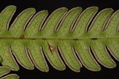 Pteris arisanensis