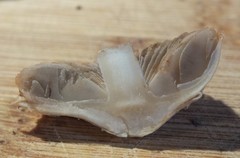 Inocybe pudica