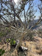 Ficus tettensis