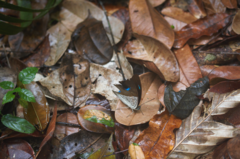 Archaeoprepona meander