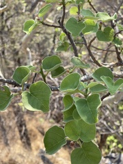 Ficus tettensis