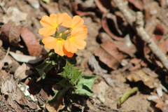 Crossandra zuluensis
