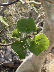 Ficus tettensis