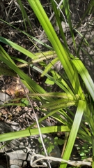 Carex excelsa