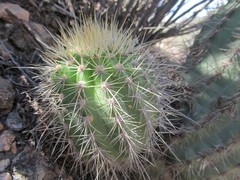Trichocereus huascha robusta