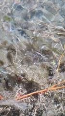 Aquarius chilensis