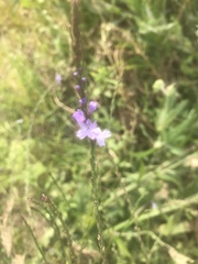 Verbena xutha