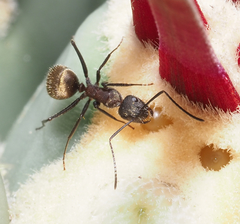Camponotus rubrithorax