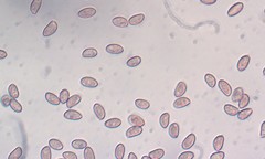 Inocybe pudica