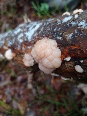 Naematelia encephala