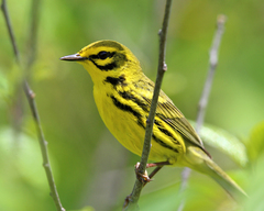 Prairie Warbler photo 4