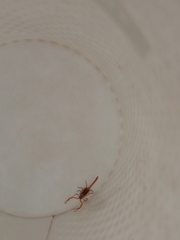 Centruroides villegasi