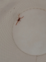 Centruroides villegasi