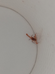 Centruroides villegasi