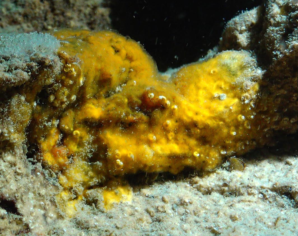 Protosuberites denhartogi