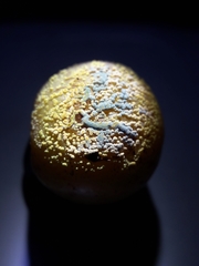 Penicillium