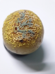 Penicillium