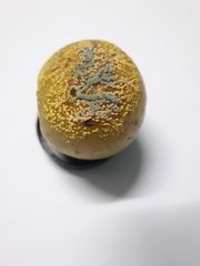Penicillium