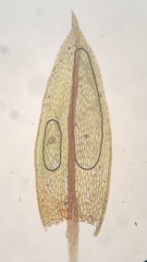 Imbribryum subapiculatum