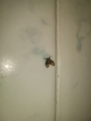 Clogmia albipunctata