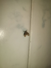 Clogmia albipunctata