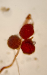Imbribryum subapiculatum