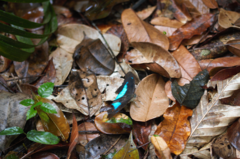 Archaeoprepona meander