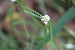 Cyperus dubius
