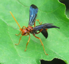 Hemipepsis tamisieri