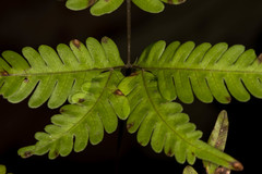 Pteris arisanensis