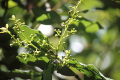 Cryptocarya alba