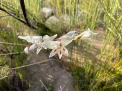 Gladiolus angustus