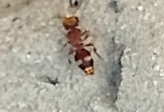 Pseudomethoca willei