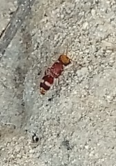 Pseudomethoca willei