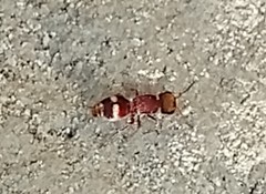 Pseudomethoca willei