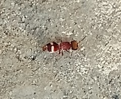 Pseudomethoca willei