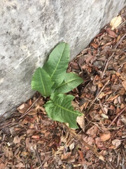 Magnoliopsida
