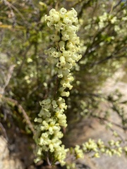 Erica denticulata